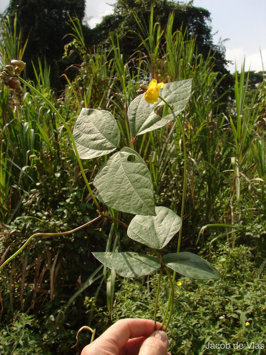 Vigna umbellata (Thunb.) Ohwi & H.Ohashi